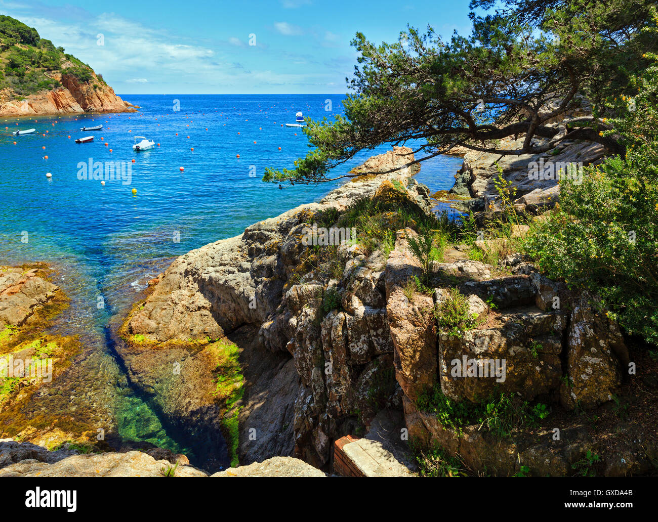 Pine trees with cones on rocky coast above sea Stock Photo - Alamy