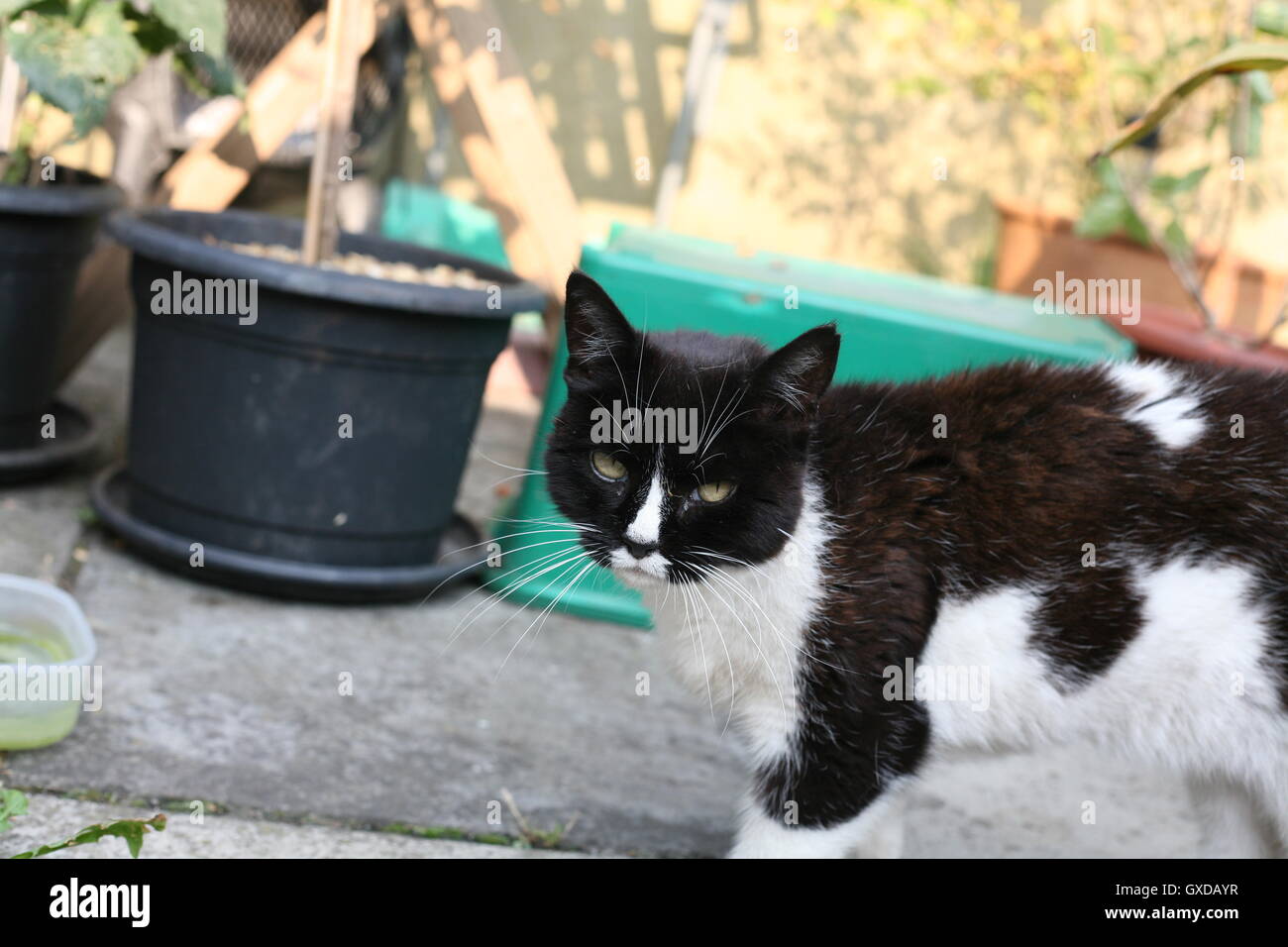killer whale coloured Black and white cat on patio in London Stock Photo