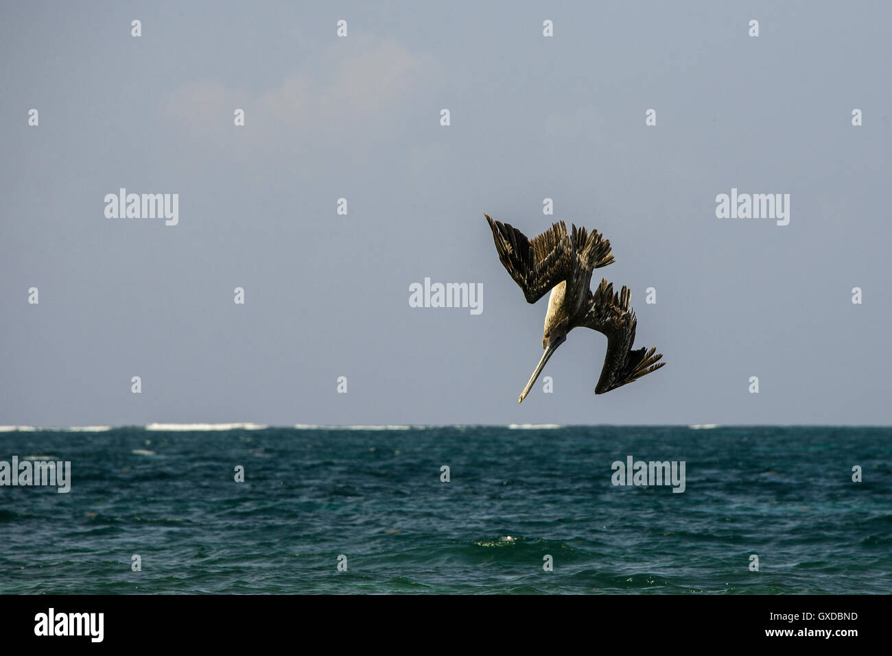 Brown pelican (Pelecanus occidentalis) diving into sea,  Puerto Morelos, Mexico Stock Photo