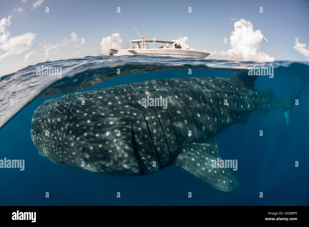Large whale shark (Rhincodon typus) passing below boat at sea surface, Isla Mujeres, Mexico Stock Photo