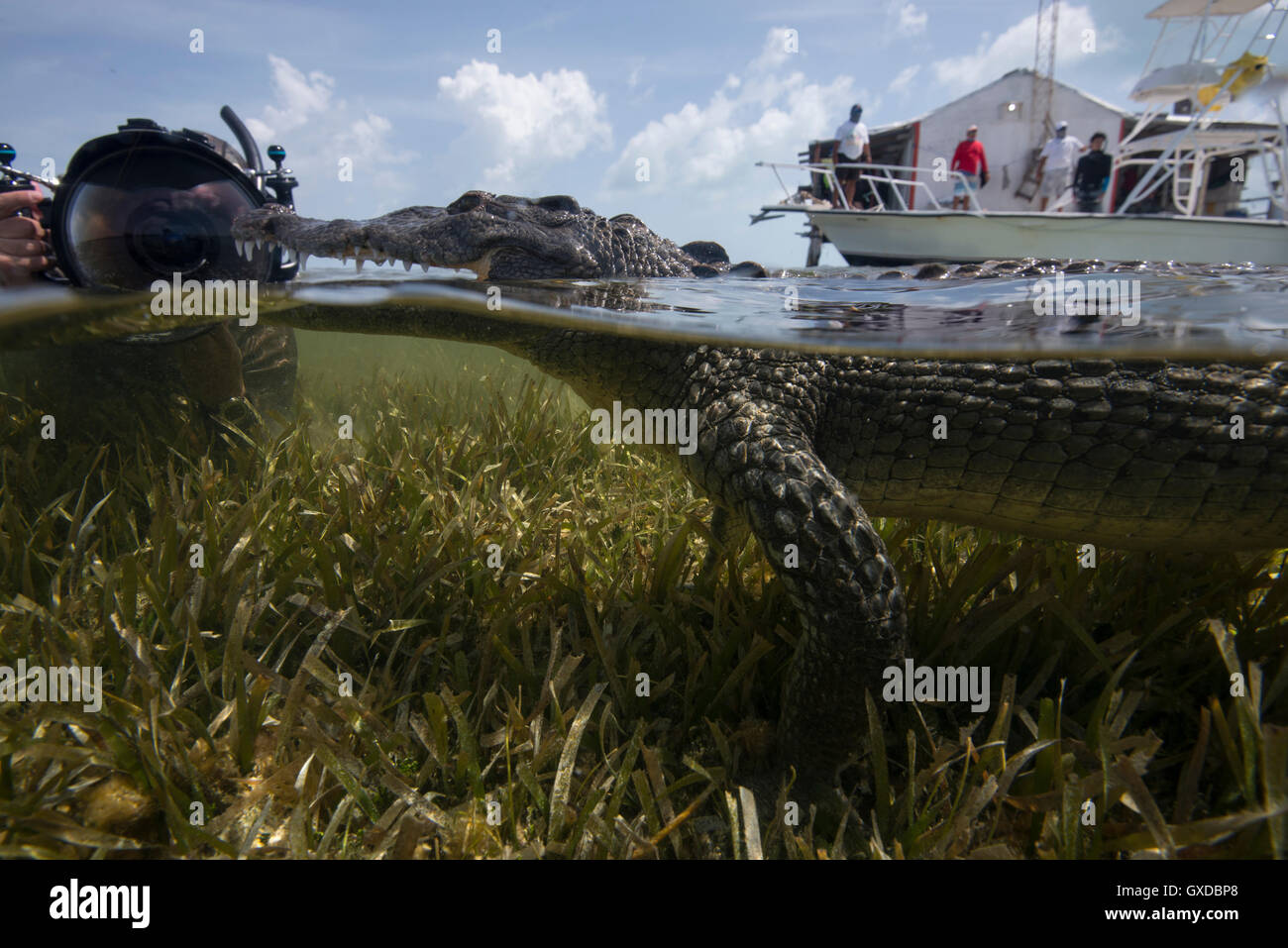Underwater photographer near a resting american croc (Crocodylus acutus) at Chinchorro Banks, Mexico Stock Photo