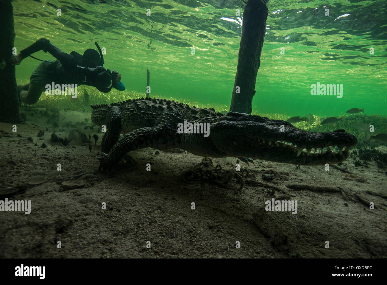 Underwater photographer chasing american croc (Crocodylus acutus) on seabed at Chinchorro Banks, Mexico Stock Photo