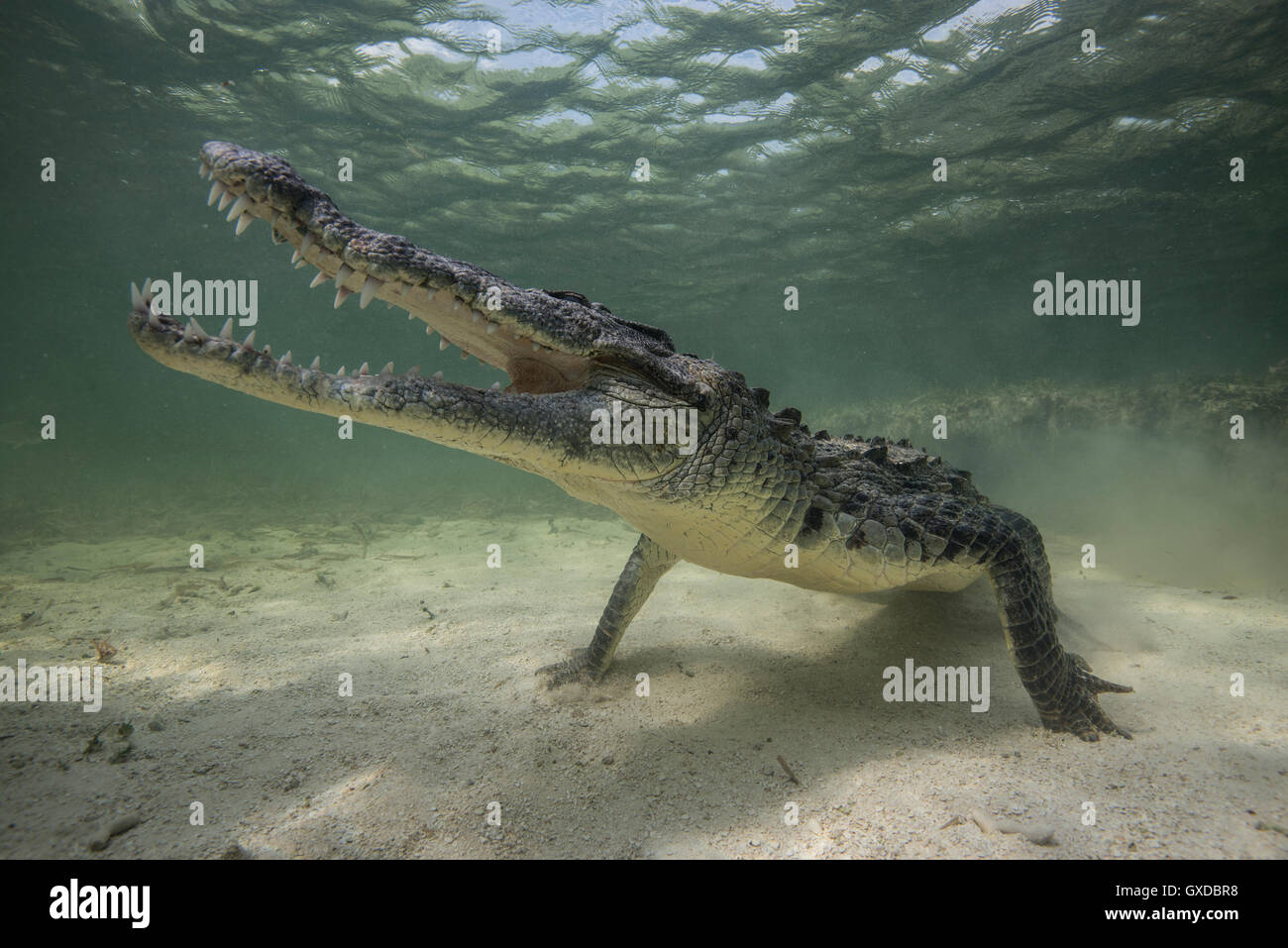 Territorial American croc (Crocodylus acutus) on seabed, Chinchorro Banks, Mexico Stock Photo