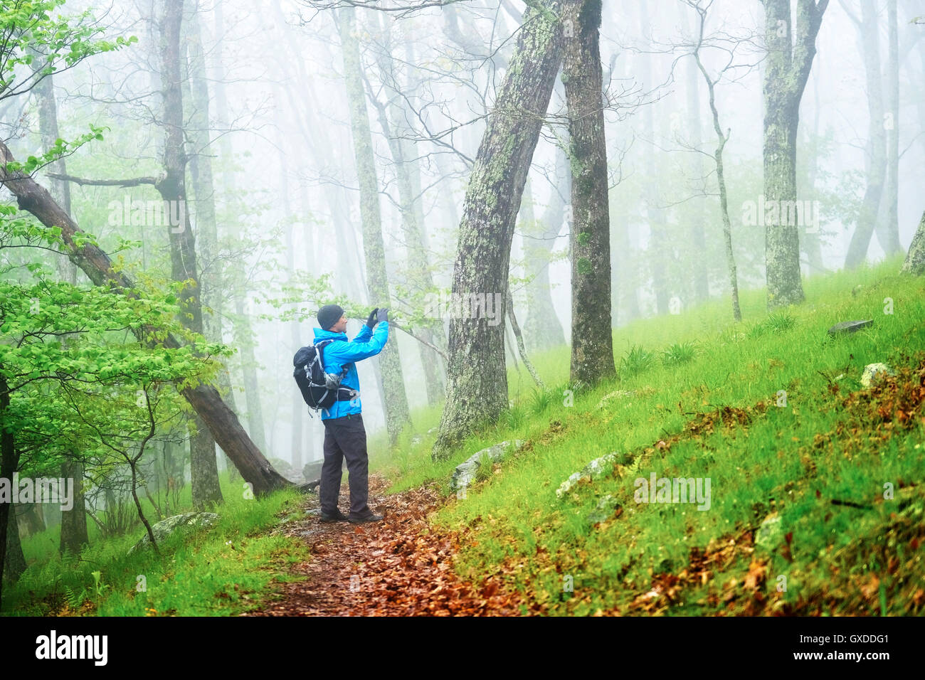 Man taking photograph while hiking in Shenandoah National Park, Virginia, USA Stock Photo