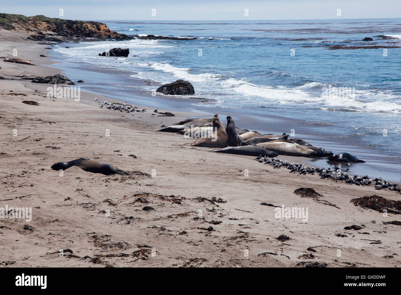 Elephant seals lying on beach, San Simeon, California, USA Stock Photo