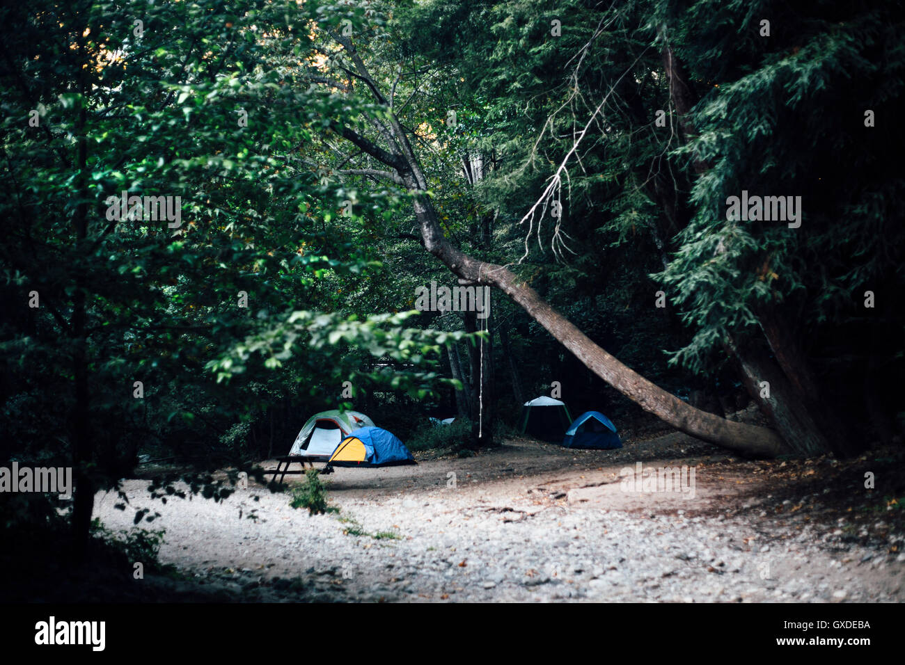 Small group of tents camping in dark forest, Big Sur, California, USA Stock Photo