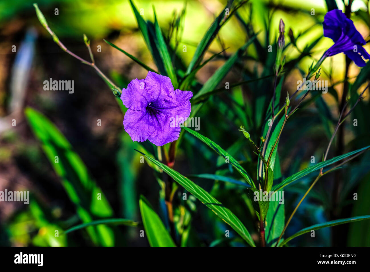 The Ruellia,native to Mexico Stock Photo