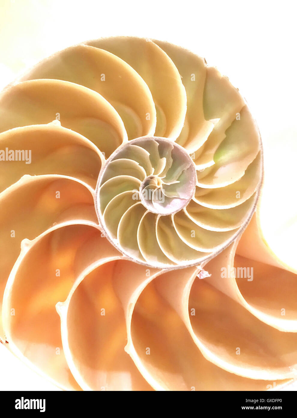 Nautilus shell section Stock Photo Alamy
