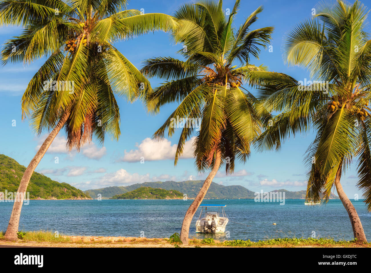 Three Coconut palm tree on tropical beach Stock Photo