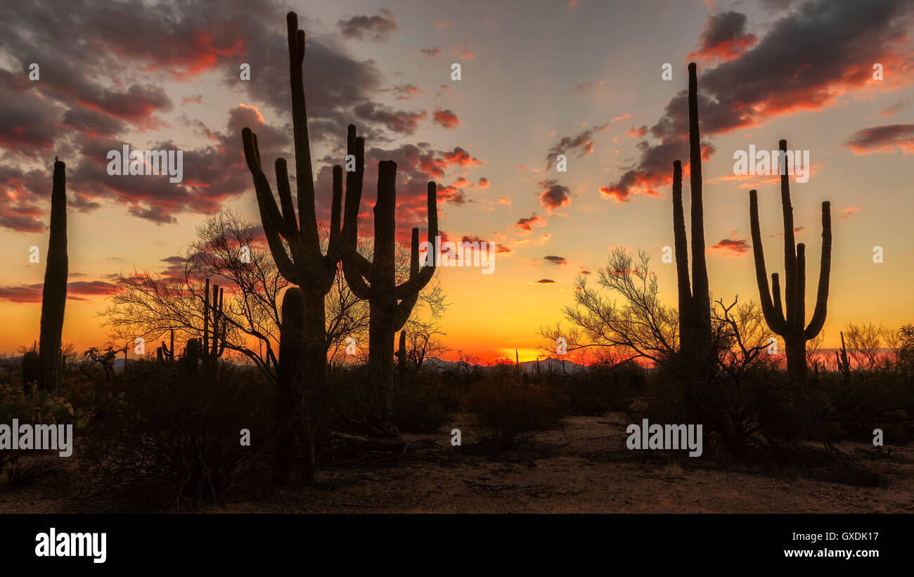 Saguaro silhouetten hi-res stock photography and images - Alamy