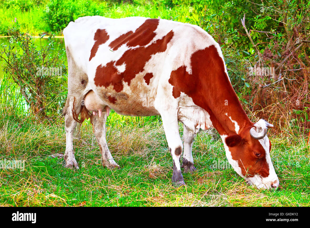 Cow grazes on the grass in the summer Stock Photo