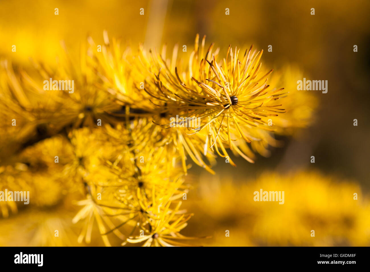 Macro view of a larch tree branch and needles of a yellow color late in autumn. Larch has a spiritual meaning of protection... Stock Photo
