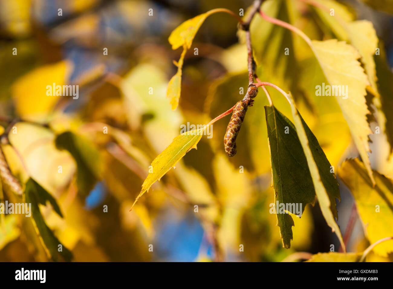 Yellow birch tree leaves and a catkin in fall season. Golden autumn ...