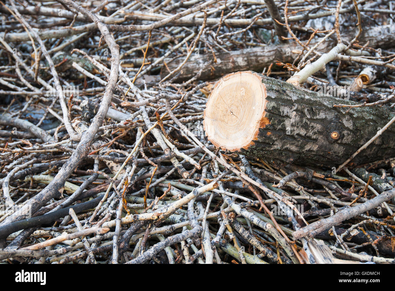 Pile of brushwood. Cuts of tree branches and twigs. Closeup view, nobody around, autumn theme. Stock Photo