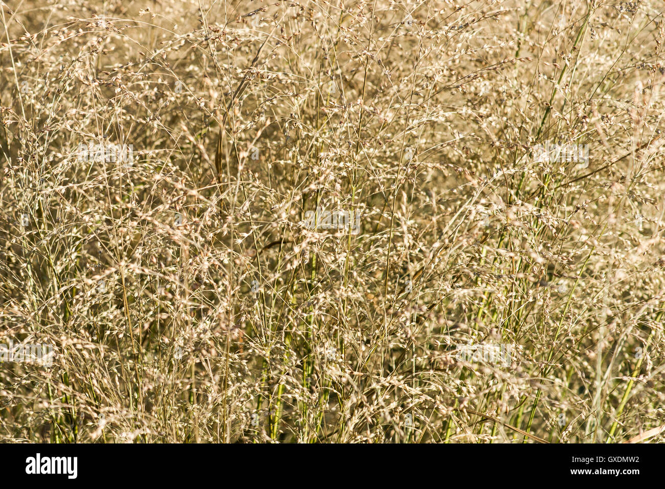 Decorative grass plant or herb full of seeds in autumn. Pale green colors. Autumn theme, floral background Stock Photo