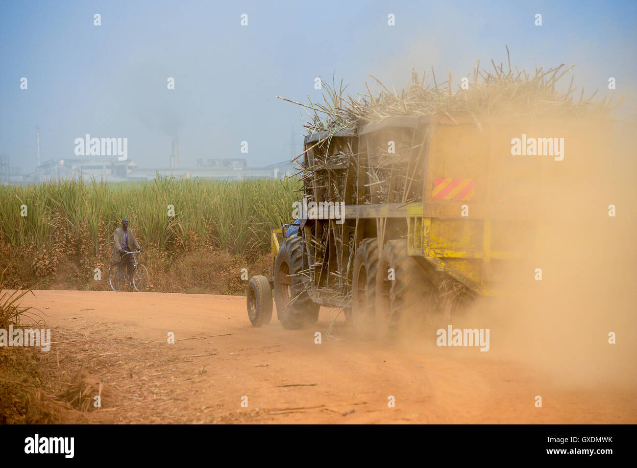 KENYA, County Kakamega, Mumia,  sugarcane plantation and sugar factory of Mumia Sugar Company Ltd. / KENIA, County Kakamega, Mumia, Zuckerrohr Plantage der Mumia Sugar Company Limited Stock Photo