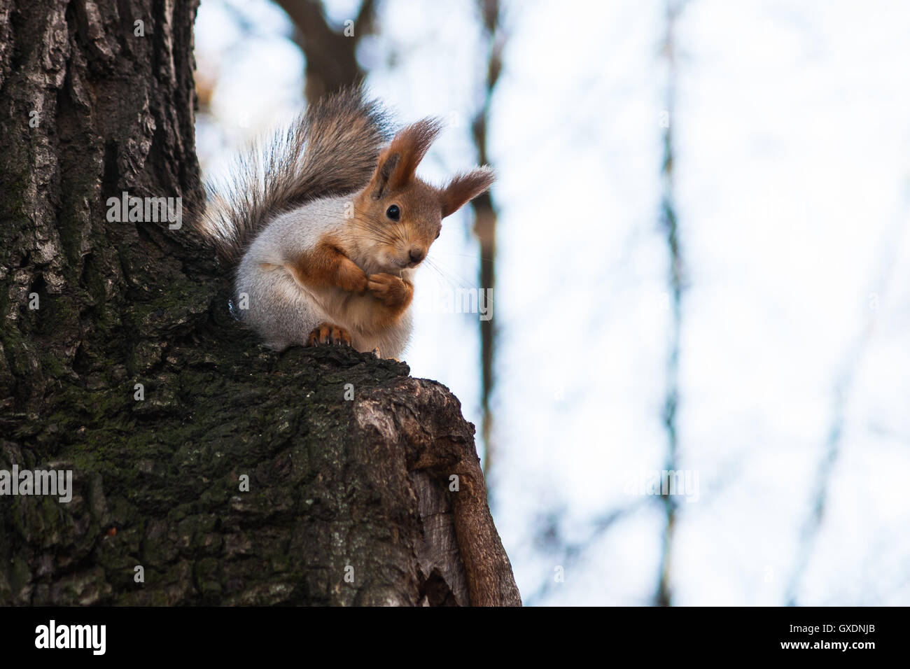 Small funny squirrel animal sits on a tree branch and looks downward. Stock Photo