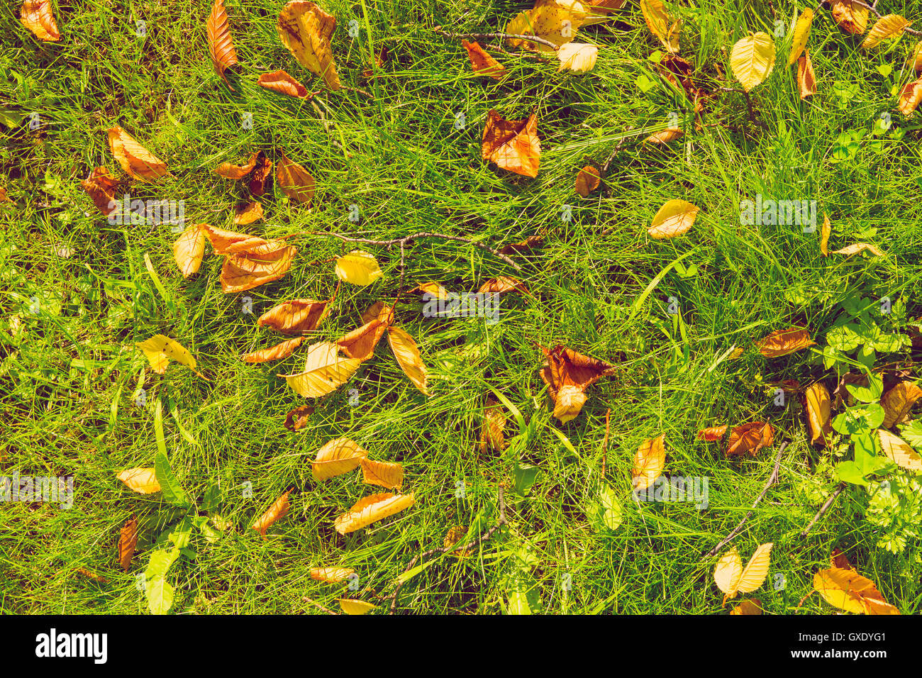 Autumn leaves on grass Stock Photo - Alamy