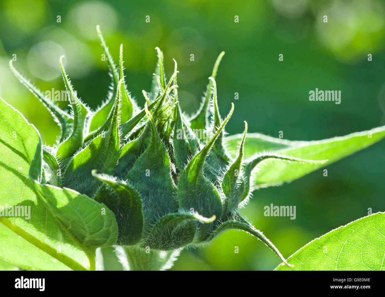 Natural environmental image. Green closed sunflower bud alight by sunlight close up with green background of other plats. Stock Photo