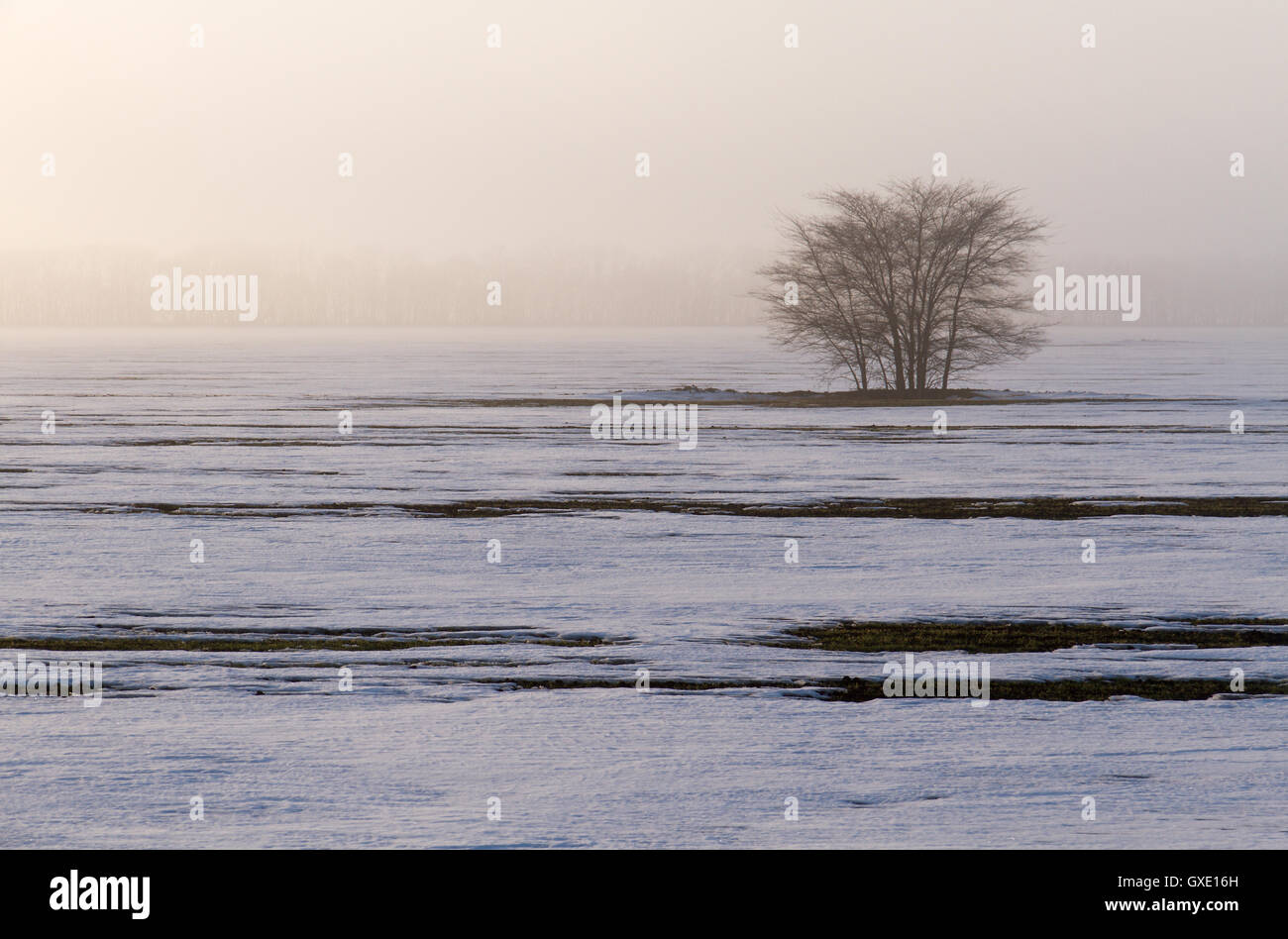 Seasonal nature image: landscape with lonely unique winter tree in a misty snow plain (solitude concept). Stock Photo