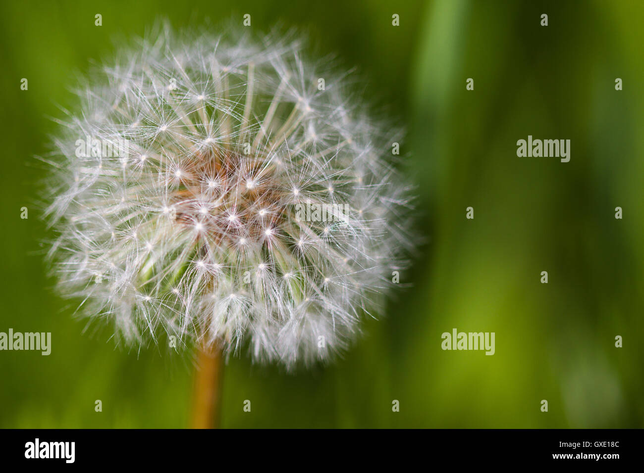 Natural pattern: close up of full dandelion with white seeds and green blured background of plants and grass. Stock Photo