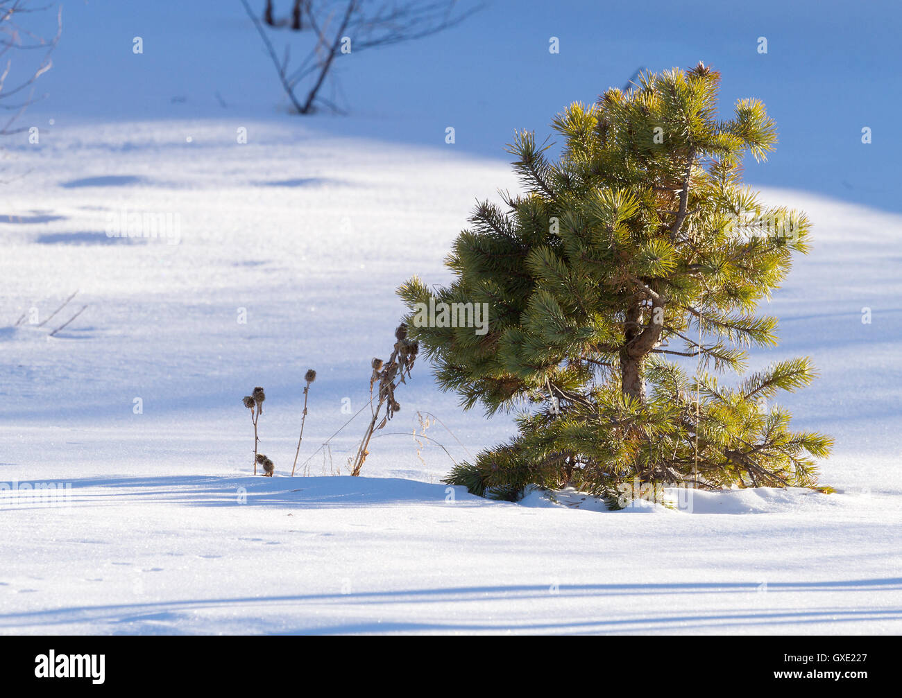 Little young lone pine tree on the mountain descent covered by snow by a sunny winter day. Stock Photo
