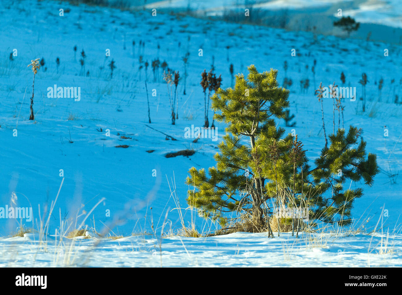 Little young lone pine tree on the mountain descent covered by snow ny a sunny winter day. Stock Photo