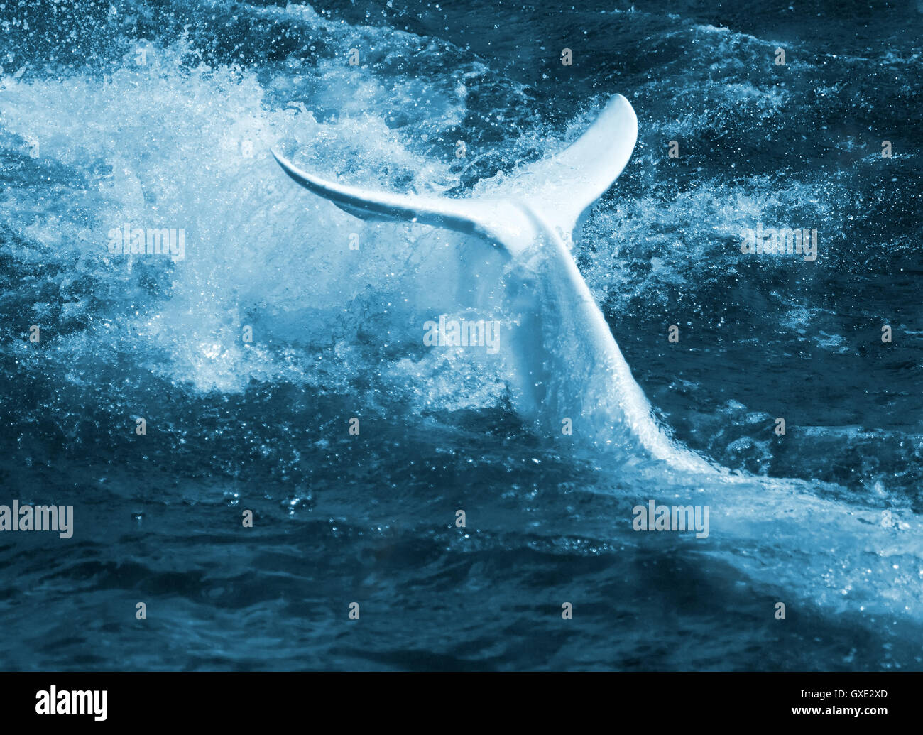 Water turbulence, foam and splashes produced by a white whale by means of its tail flipper. Stock Photo