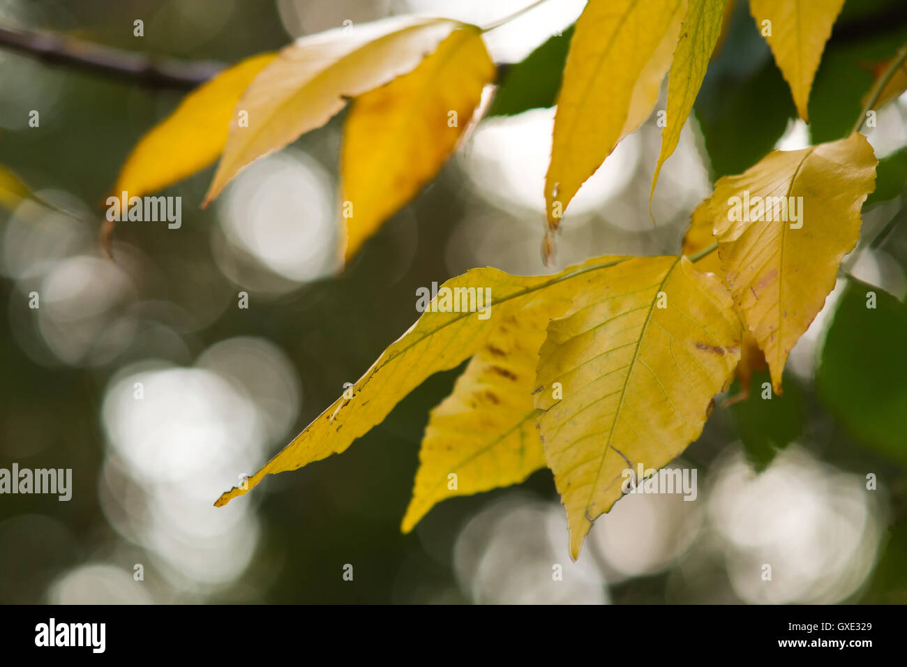 Abstract autumn blurred backgrond with yelow tree leaves closeup. Stock Photo