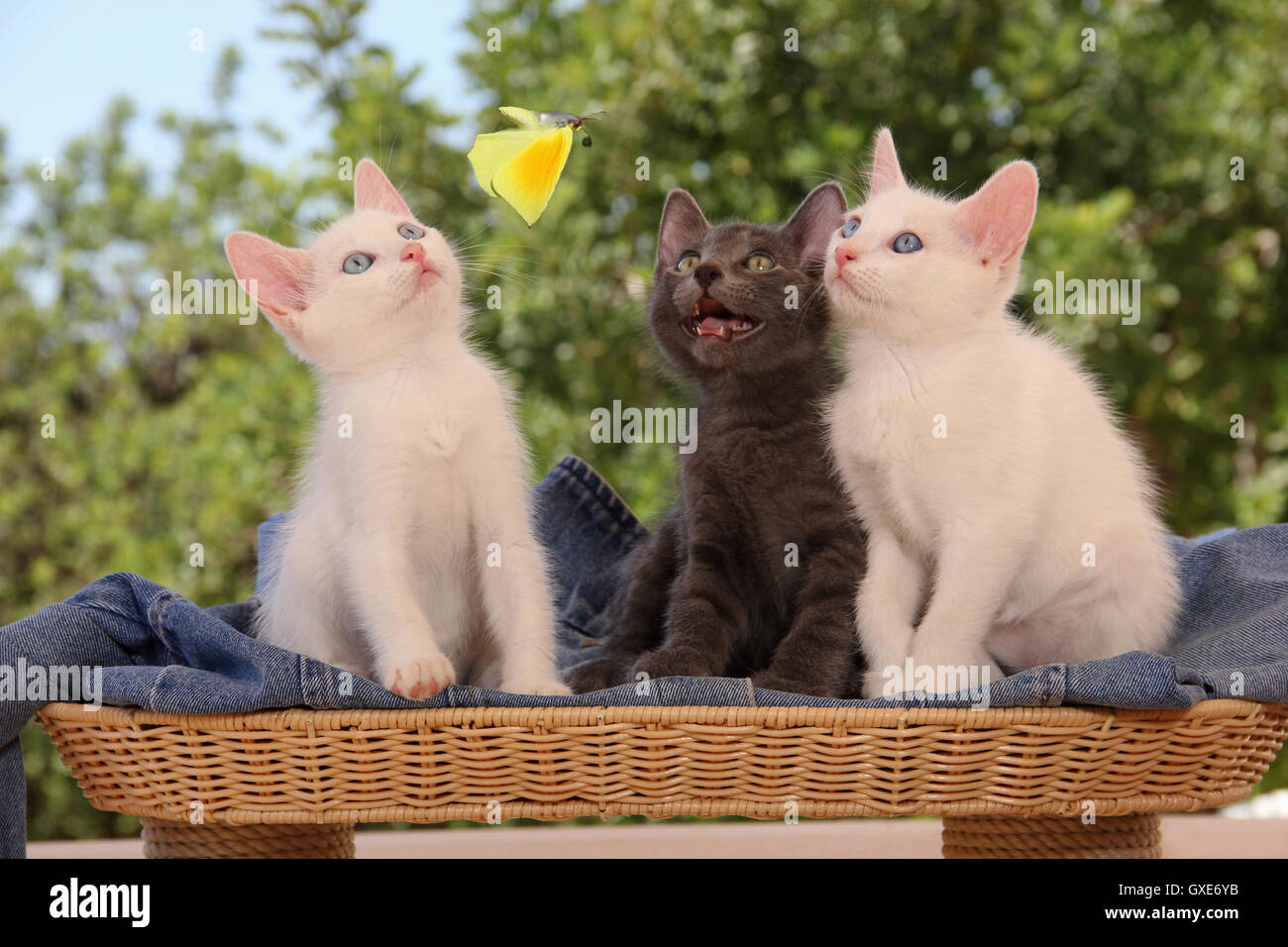 three (3) kittens, white, blue, watching flying butterfly Stock Photo