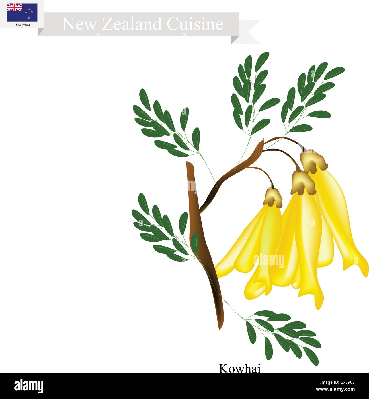 New Zealand Flower, Illustration of Kowhai Flowers. The National Flower of New Zealand. Stock Vector