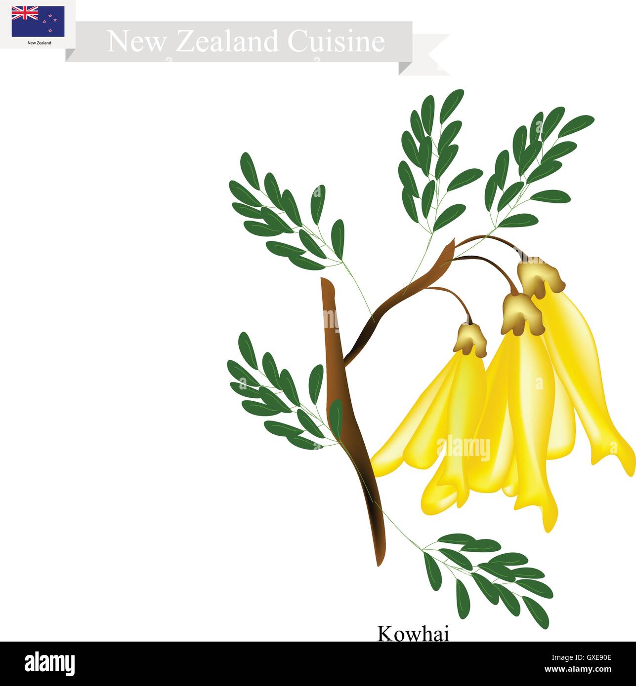 New Zealand Flower, Illustration of Kowhai Flowers. The National Flower