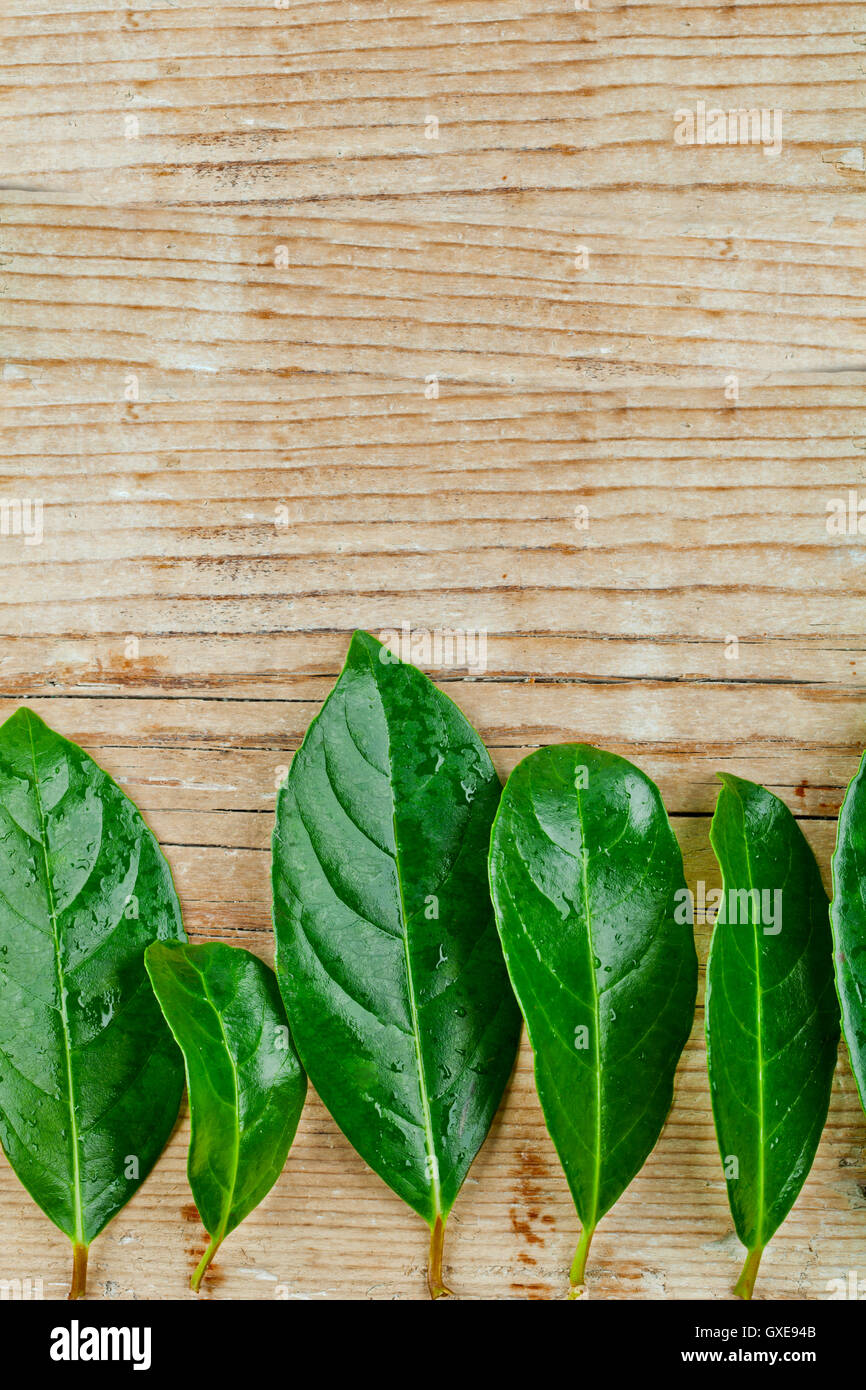 Rustic branch leaves design hi-res stock photography and images - Alamy