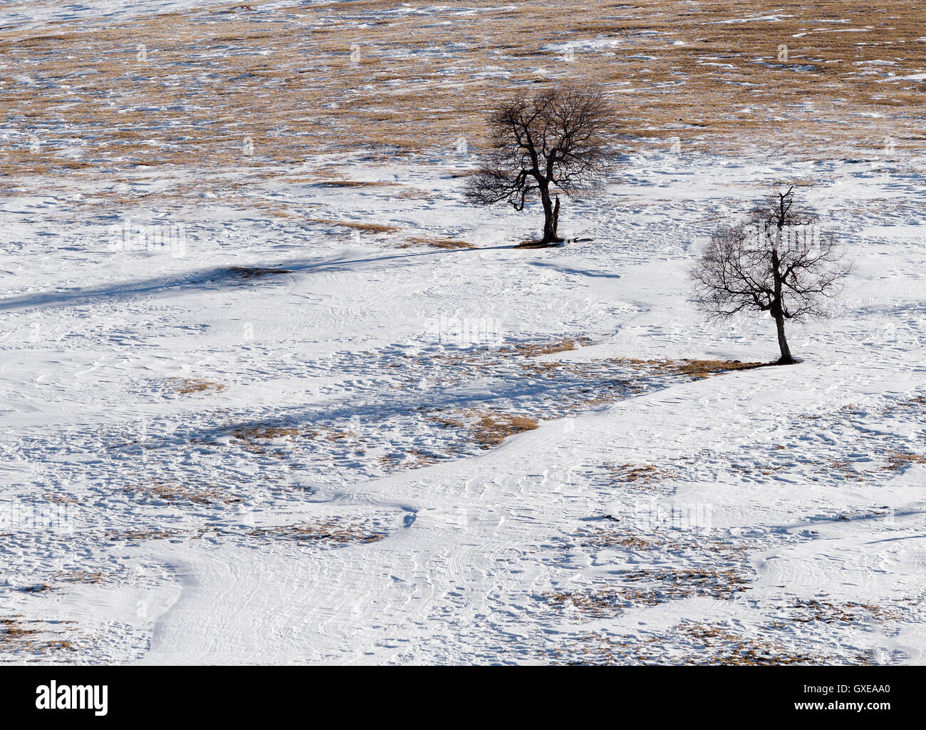 Seasonal nature image: landscape with two lonely  winter trees (black silhouettes) among a snowy plain with a snow pattern. Stock Photo