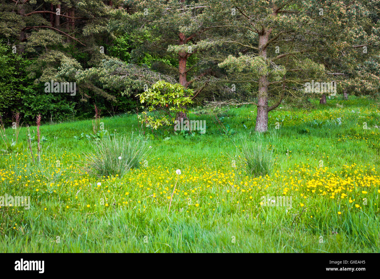 Biodiversity decline hi-res stock photography and images - Alamy