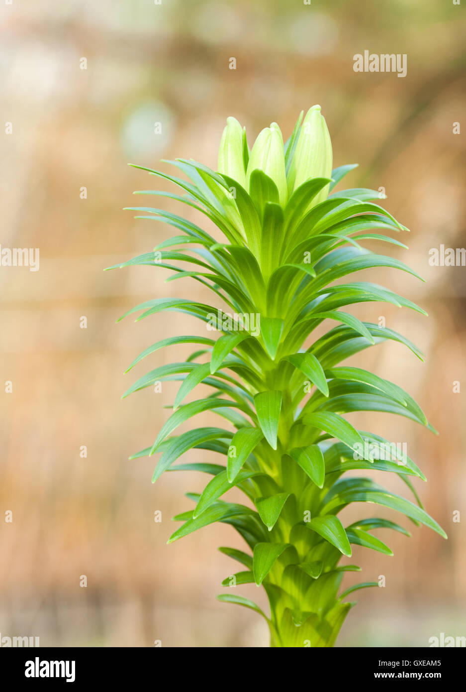 Botanic gardening nature image: young spring sprout of white lily (lilium) with three buds closeup over blurred background. Stock Photo