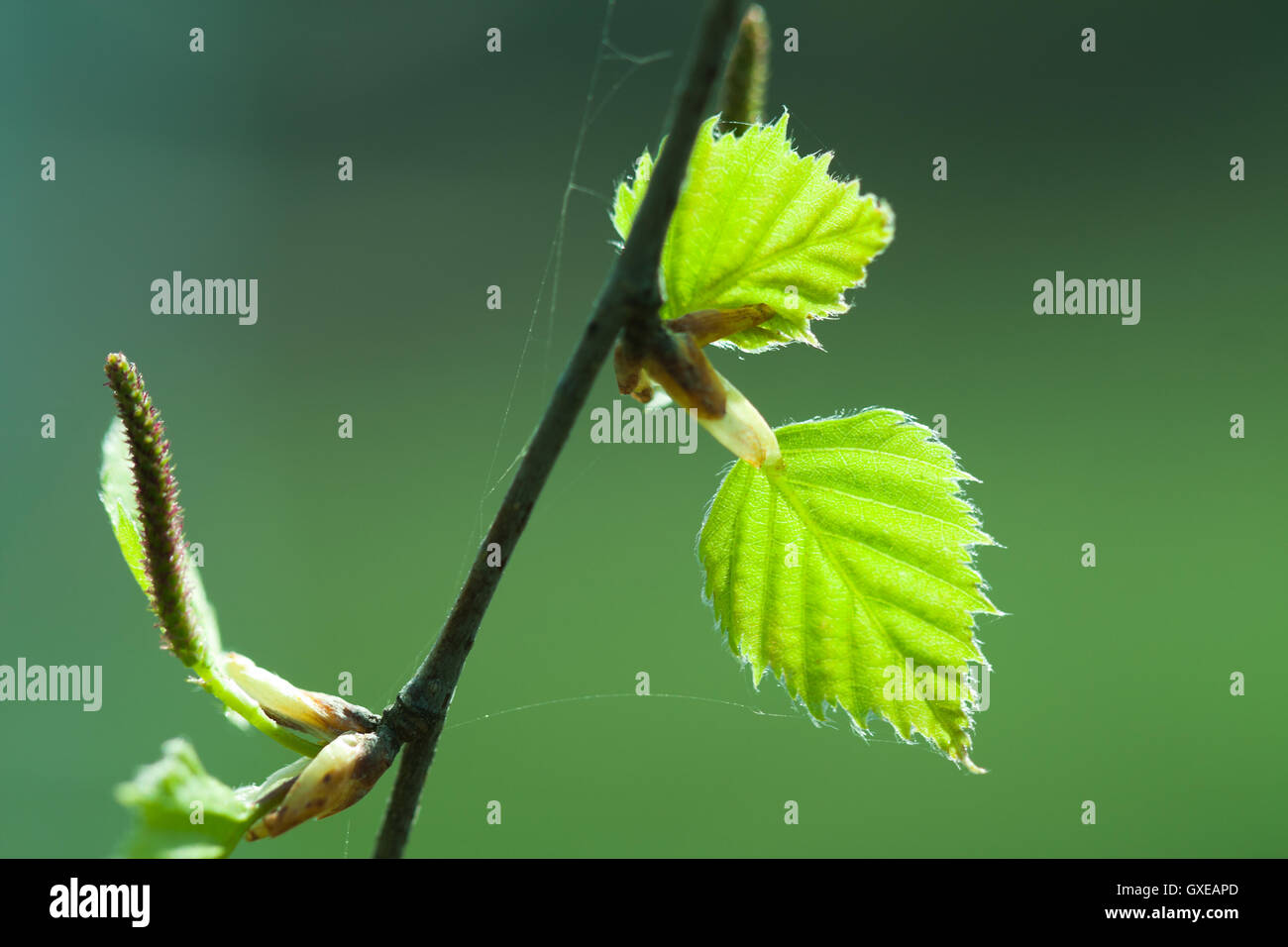 Natural seasonal spring eco backgrond: young birch leaves and catkin closeup  with defocused green forest backdrop. Stock Photo
