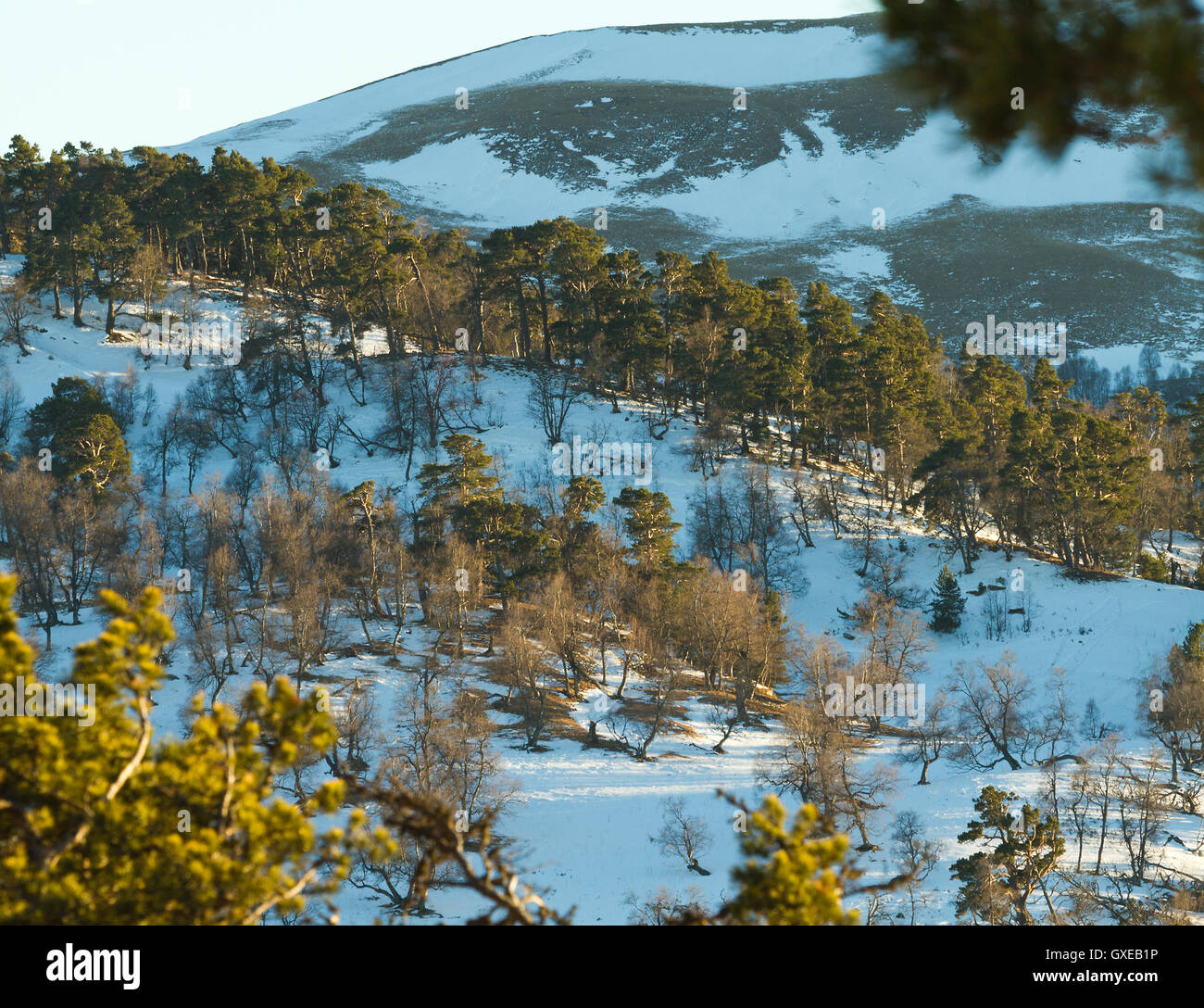 Winter mountains evening landscape (Caucasus, Russia): mountain descents covered by snow and pine forest Stock Photo