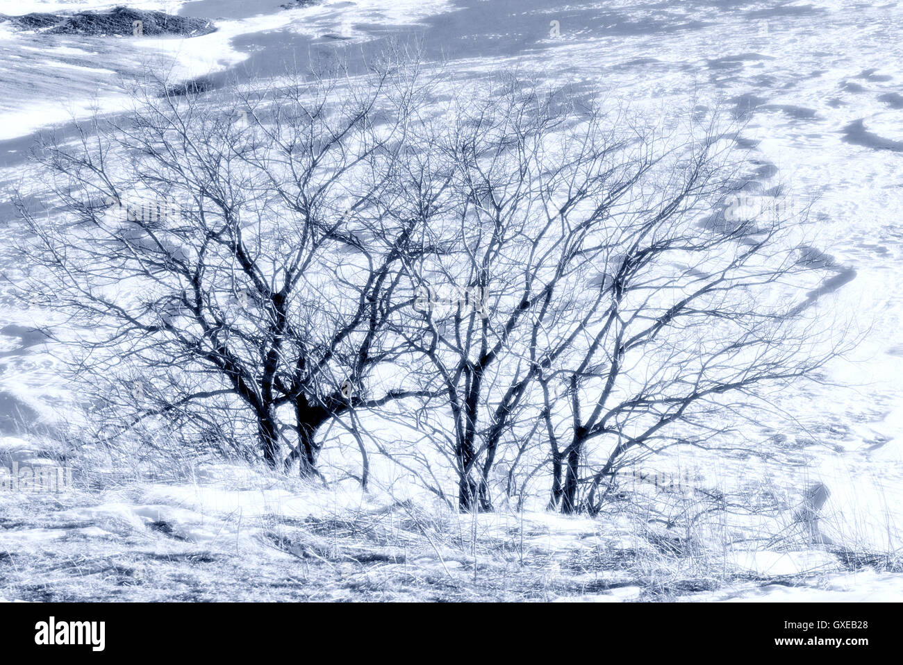 Seasonal nature winter image: mountain landscape with trees (dark silhouettes) at a snowy mountain descent (slope) field Stock Photo