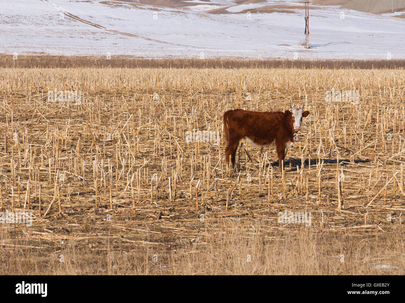 Winter landscape with farmland, meadow (field) covered by dry yellow corn stalks and snow and grazing cow (bull). Stock Photo