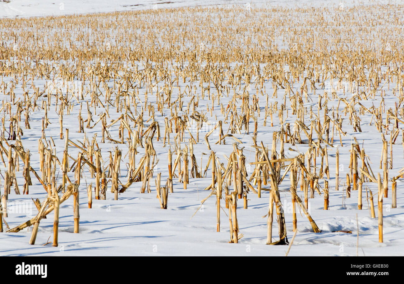 Seasonal nature image: landscape with dry cut stalks (stems) of corn (maize) at the field covered by snow. Stock Photo