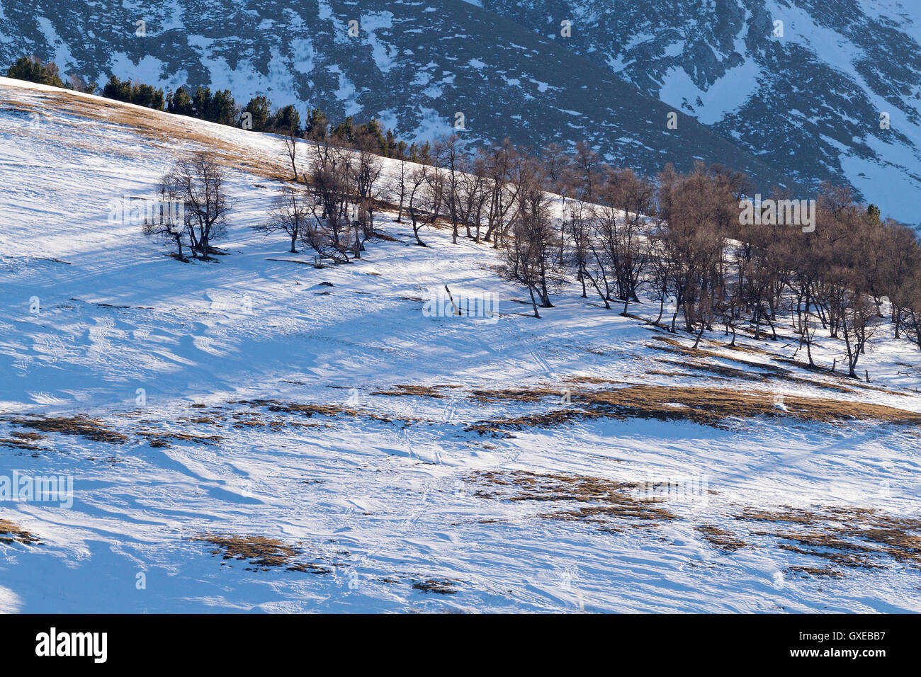 Seasonal nature winter image: mountain landscape with trees (black silhouettes) at a snowy mountain descent (slope) with a snow Stock Photo
