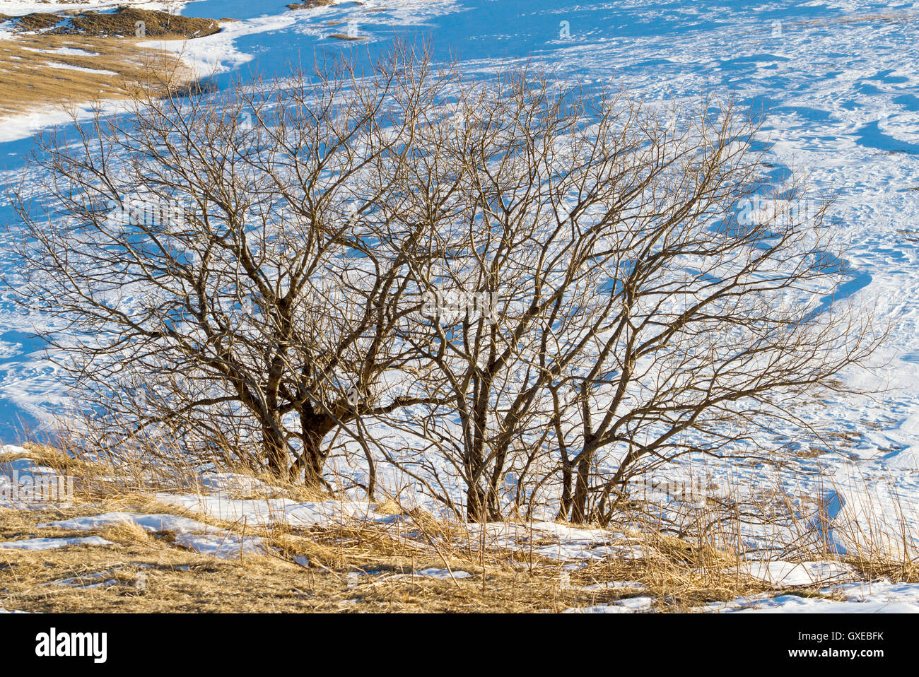 Seasonal nature winter image: mountain landscape with trees (dark silhouettes) at a snowy mountain descent (slope) field Stock Photo