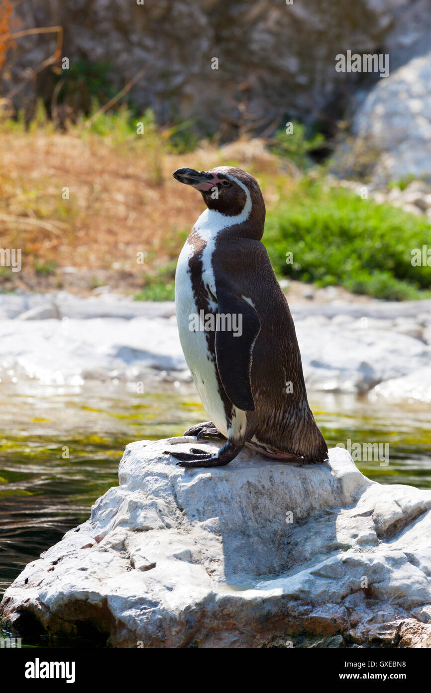 Humboldt's penguin costs on a stone Stock Photo - Alamy