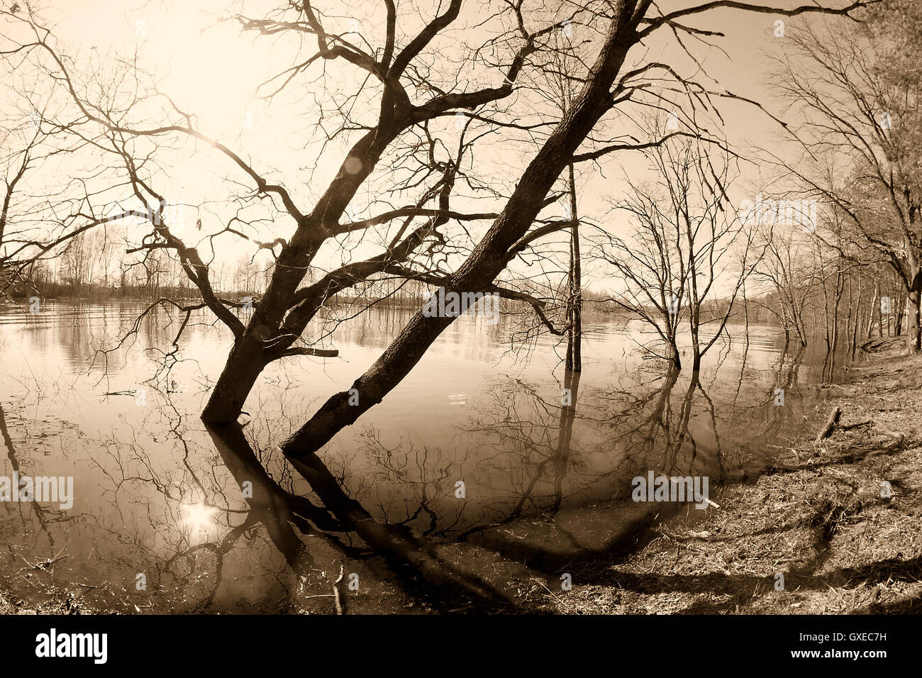 Landscape in sepia with sky, sun, trees standing in flooded river by a Sprig time near Vladimir (Russia). Shot with fish-eye len Stock Photo