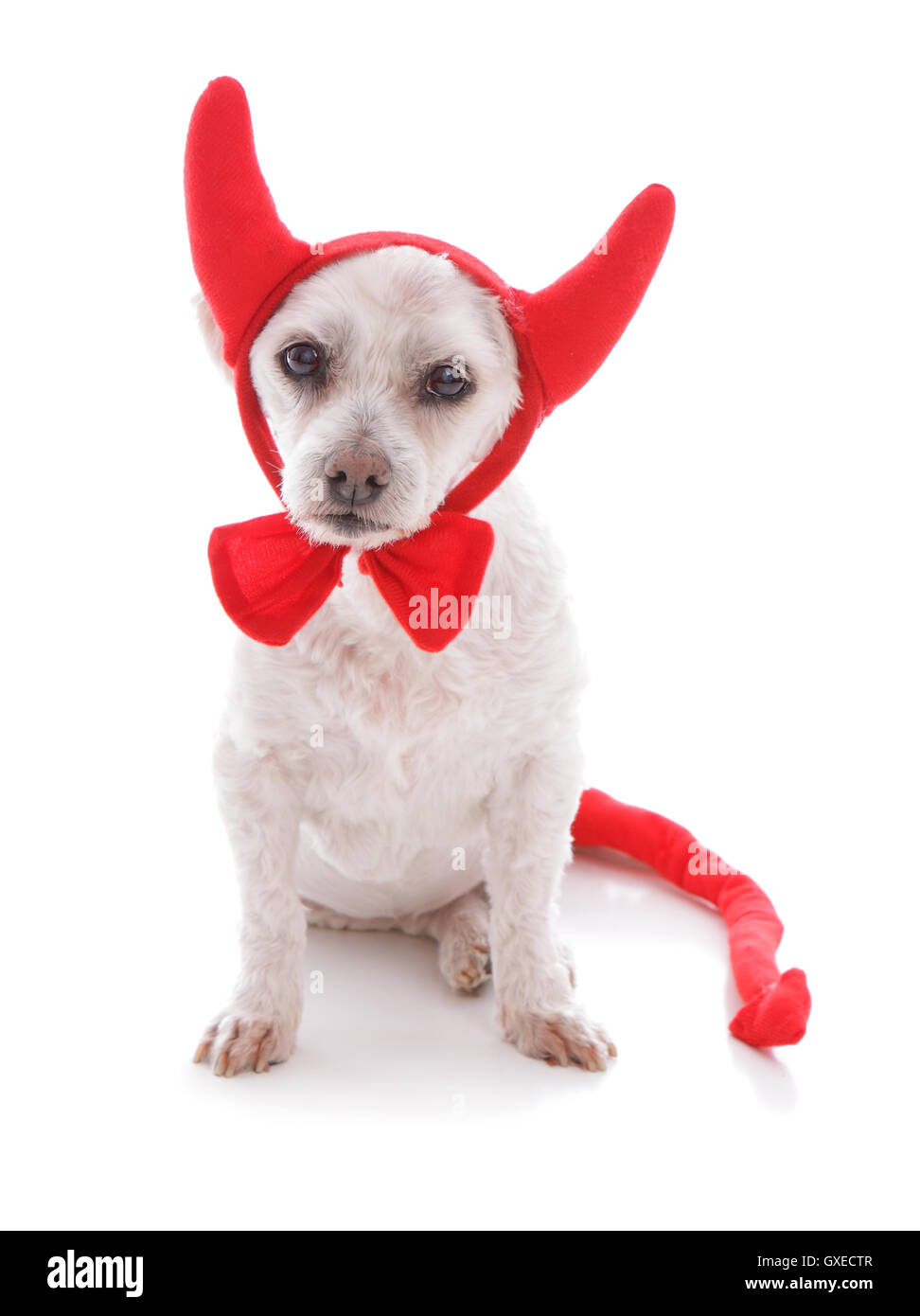 Bad Dog halloween devil costume Stock Photo