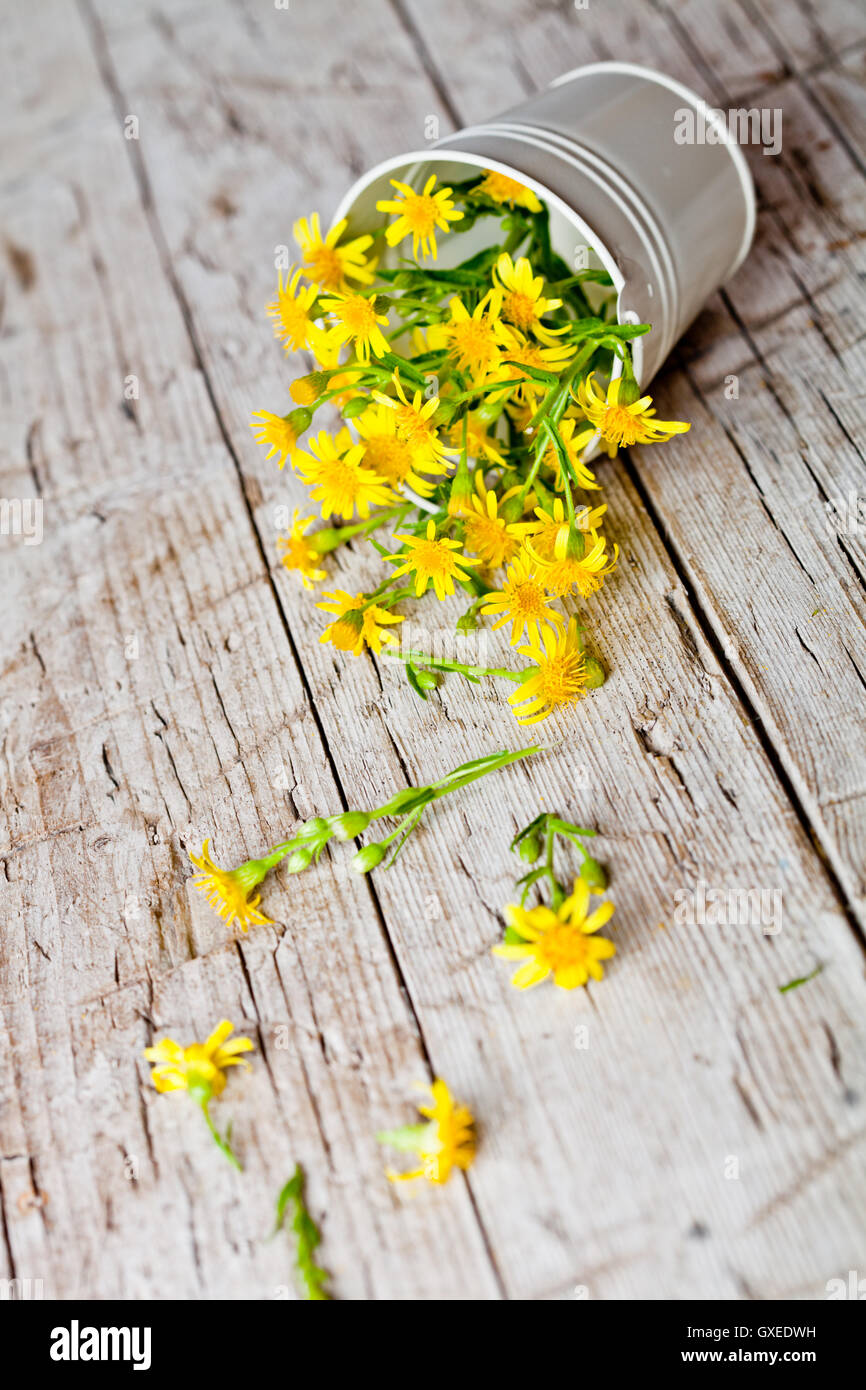 Wild Yellow Flowers In Bucket Stock Photo Alamy wild-yellow-flowers-in-bucket-stock-photo-alamy