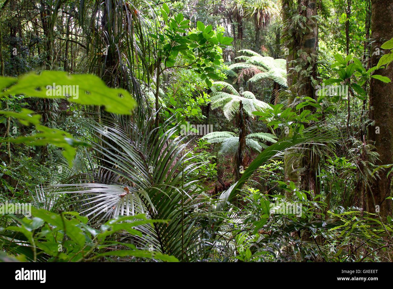 tropical-vegetation-jungle-leaves-hi-res-stock-photography-and-images
