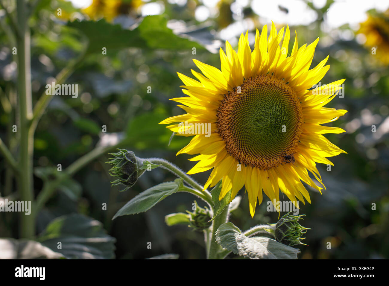 sunflower in the field Stock Photo - Alamy