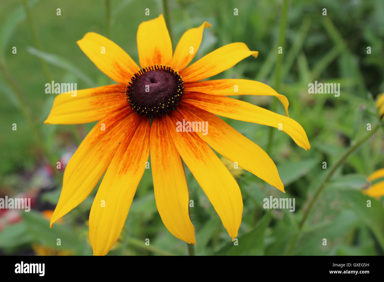 Yellow Daisy Flower Stock Photo Alamy